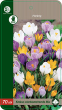 Grønne Fingre® blomsterløg 'Krokus mix' 30 stk.